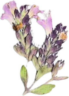Eyebright
