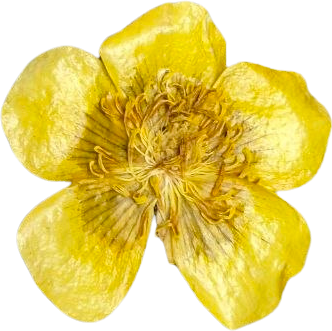 Buttercup