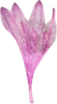 Pink Cornflower