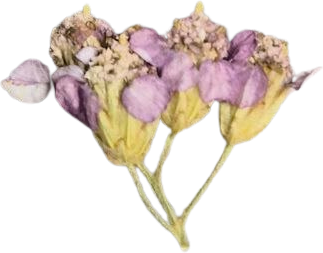 Verbena