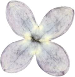 Purple Lilac