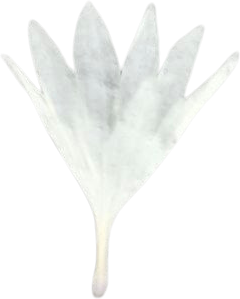 White Cornflower