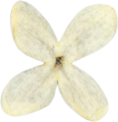 White Lilac