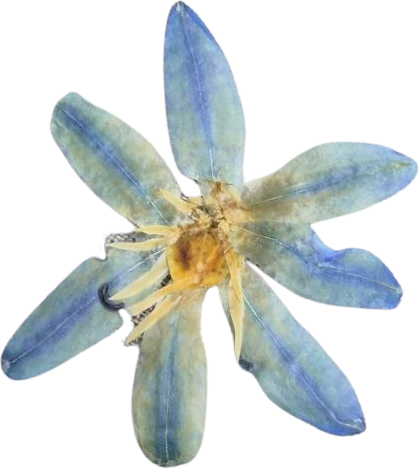 Siberian Squill