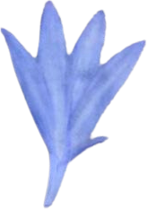 Blue Cornflower