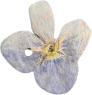 Speedwell